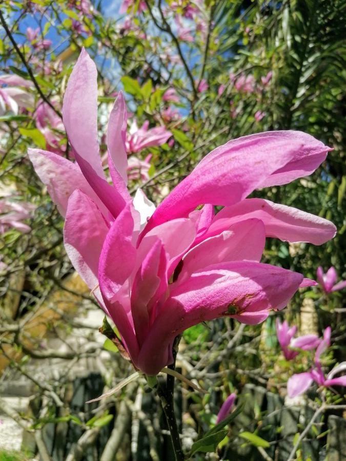 Guest House Dans Jardin Exotique Proche D'Une Voie Verte モルレー エクステリア 写真